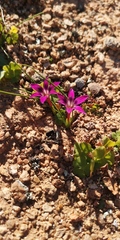 Romulea kamisensis