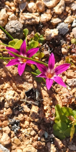 Romulea kamisensis