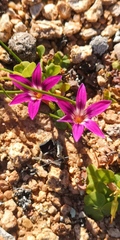 Romulea kamisensis
