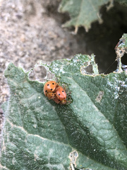 Henosepilachna argus