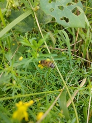Apis mellifera