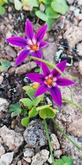 Romulea kamisensis