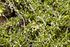 Chenopodium wilsonii