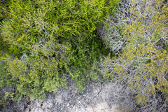 Chenopodium wilsonii