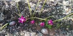 Romulea kamisensis