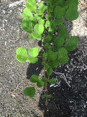Rubus ellipticus obcordatus