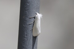 Scirpophaga praelata