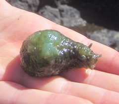 Dolabrifera dolabrifera