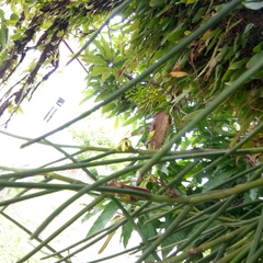 Luisia