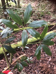 Neolitsea sericea