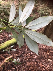 Neolitsea sericea