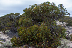 Eucalyptus calcareana