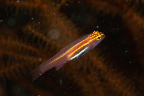 Eviota atriventris observed 2022-03-30