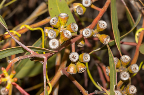 Nundroo Mallee (Eucalyptus calcareana)
