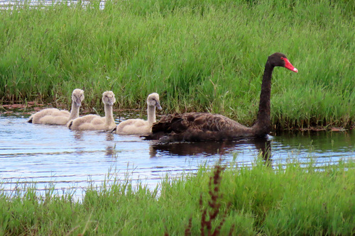 Black Swan, photo 10 of 10