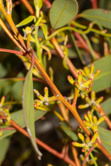 Eucalyptus calcareana