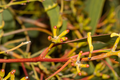 Eucalyptus calcareana