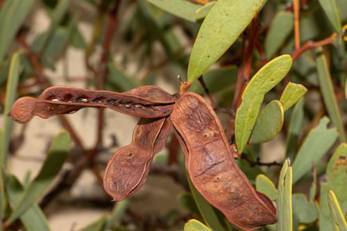 Port Lincoln Wattle (Acacia anceps)