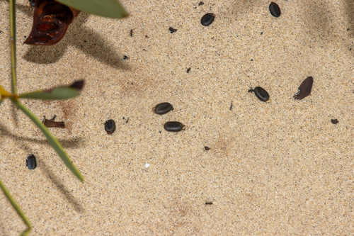 Acacia anceps, photograph 5