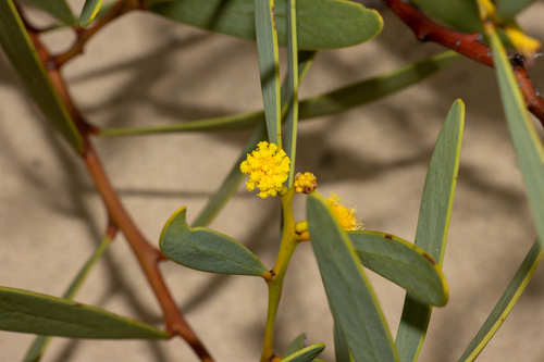Acacia anceps, photograph 2
