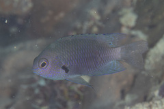 Pomacentrus alexanderae