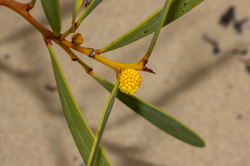 Acacia anceps, photograph 3