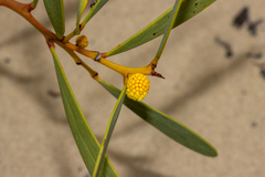 Acacia anceps