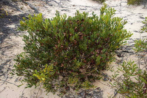 Acacia anceps, photograph 4