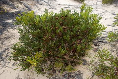 Acacia anceps