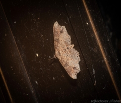 Philogethes metableta