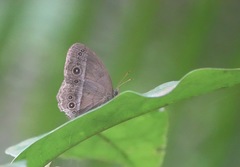 Mycalesis orseis