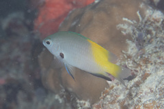 Pomacentrus nigromanus