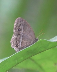 Mycalesis orseis
