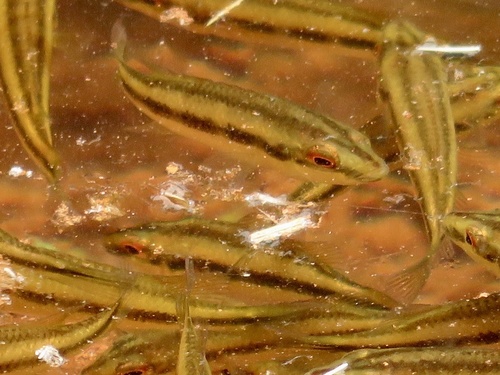 Hemichromis fasciatus image