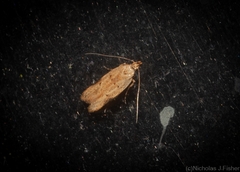 Atheropla nigricincta