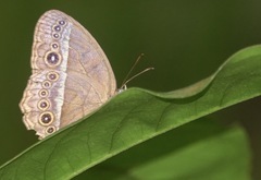Mycalesis orseis