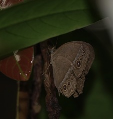 Mycalesis orseis