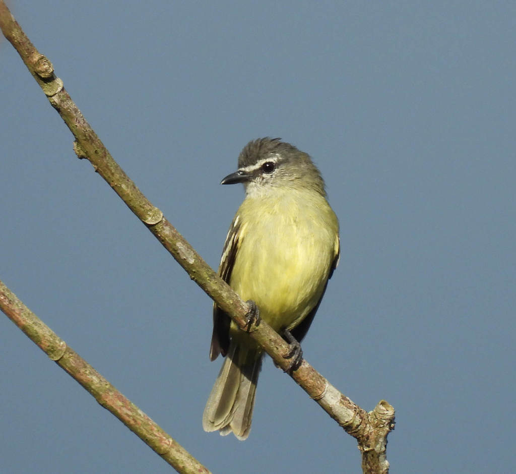 White-lored Tyrannulet