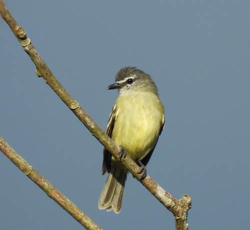 White-lored Tyrannulet