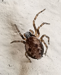 Brigittea civica