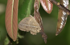 Mycalesis orseis