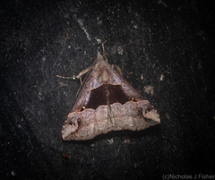 Hypena gonospilalis