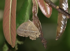 Mycalesis orseis
