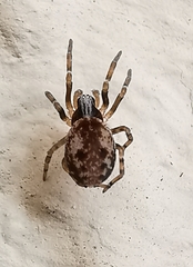 Brigittea civica