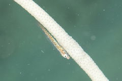 Bryaninops