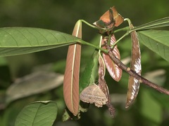 Mycalesis orseis