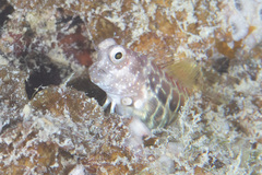 Salarias segmentatus