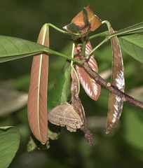 Mycalesis orseis
