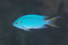 Peacock Damselfish photo 4