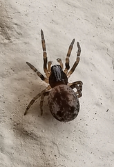 Brigittea civica